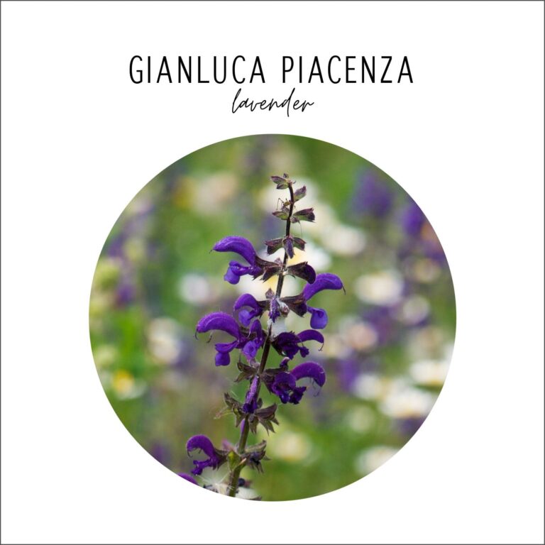 Lavender - Gianluca Piacenza